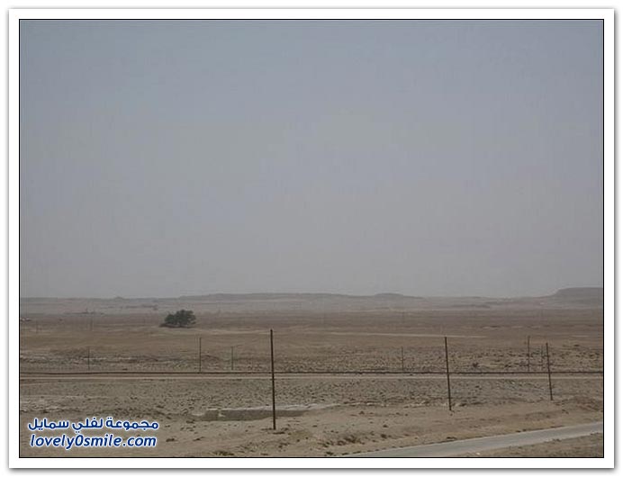 شجرة الحياة في البحرين