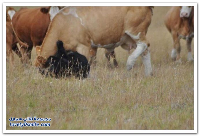 صور دب يهاجم أبقار