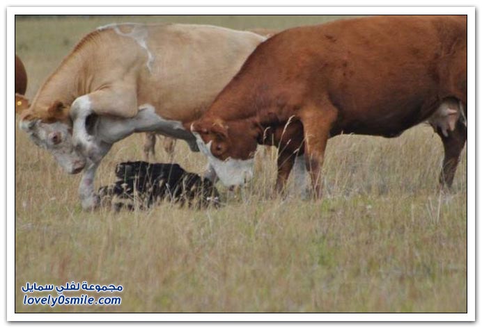 صور دب يهاجم أبقار