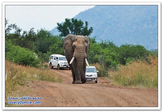 فيل يهاجم سيارة ويقلبها