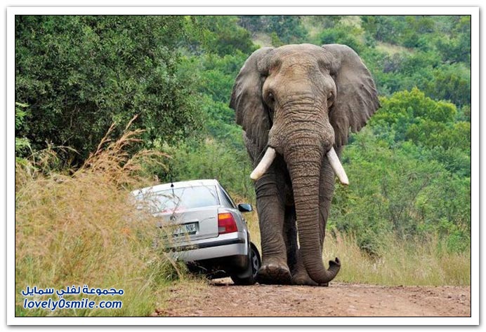 فيل يهاجم سيارة ويقلبها