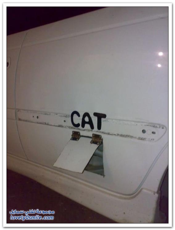 حتى القط صار له باب في السيارة