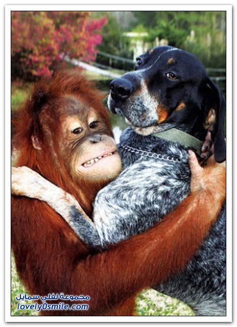 صداقة عجيبة لكلب وقرد