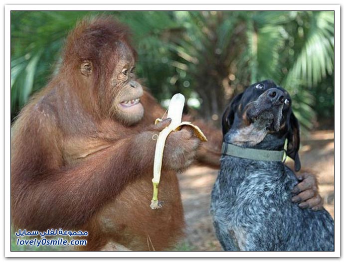 صداقة عجيبة لكلب وقرد