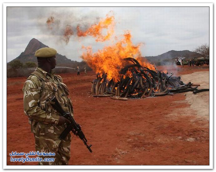حرق العاج في كينيا