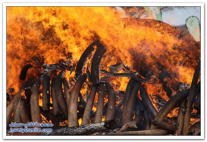 حرق العاج في كينيا