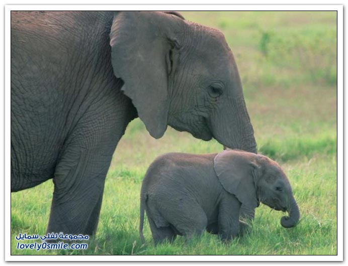 صور من عالم الحيوان: الفيل ج3
