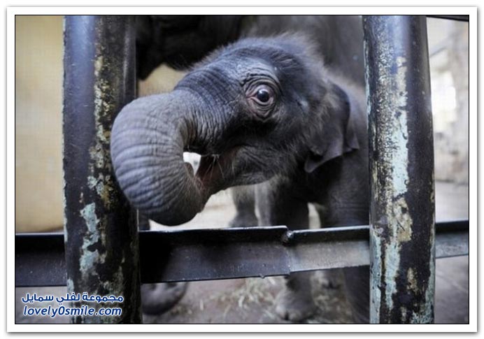 صور من عالم الحيوان: الفيل ج3