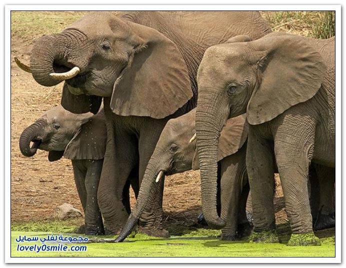 صور من عالم الحيوان: الفيل ج4