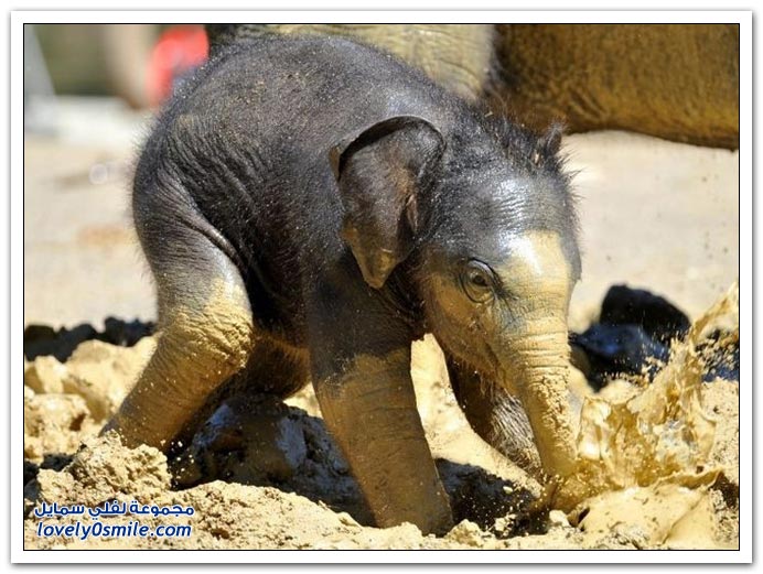 صور من عالم الحيوان: الفيل ج4