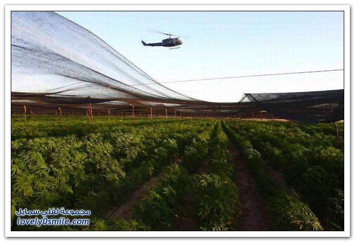 مزرعة الماريجوانا في المكسيك
