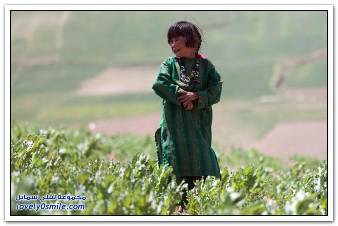 تدمير حقول الخشخاش في أفغانستان