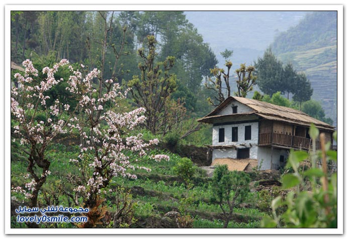 جني العسل من جبال الهملايا في النيبال