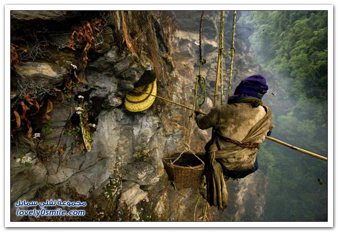 جني العسل من جبال الهملايا في النيبال