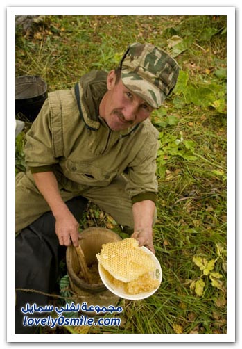 جني العسل من منطقة الأورال في روسيا