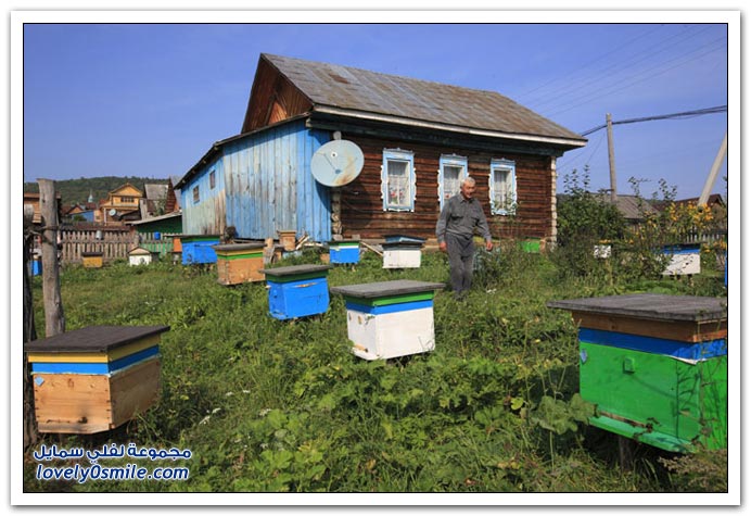 جني العسل من منطقة الأورال في روسيا