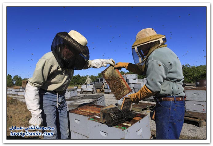 جني العسل في أحد ولايات أمريكا