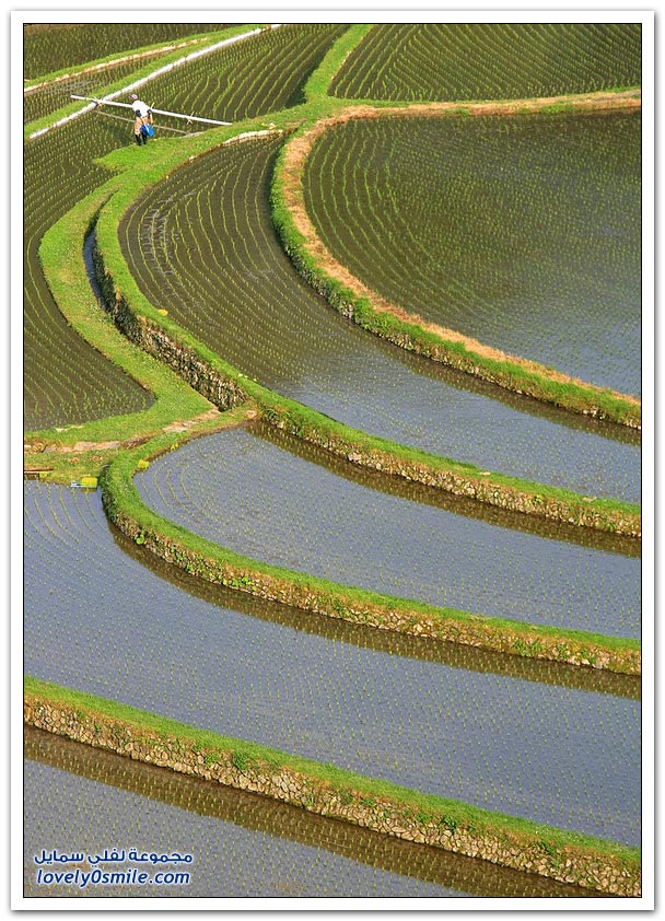 صور لمدرجات مزارع الأرز في شرق آسيا