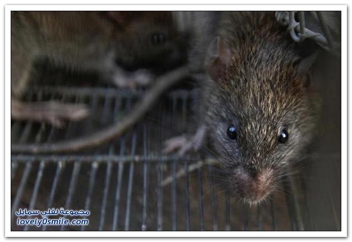 صائد الفئران في الهند يأخذ 3 دولار لكل ثلاثين فأر