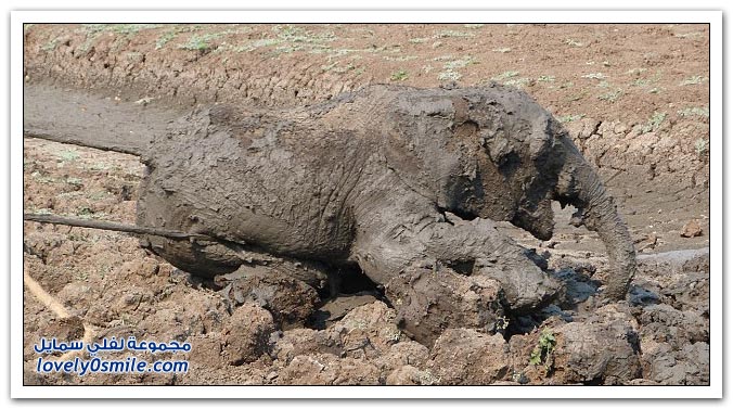 إنقاذ فيلة وطفلها من مستنقع