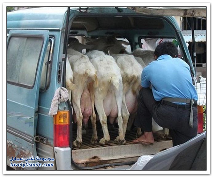 الحليب يوصلك لحد باب بيتك في الصين!؟