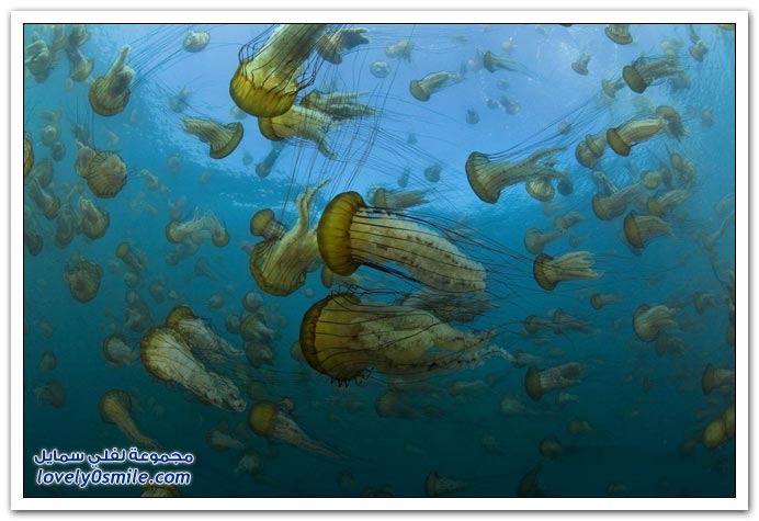 الكائنات الحية في أعماق البحار ج1