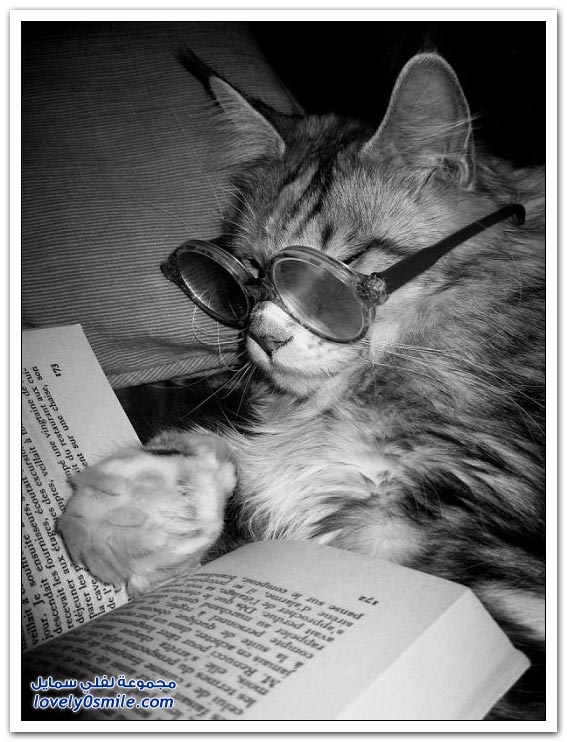 القطط والكتب