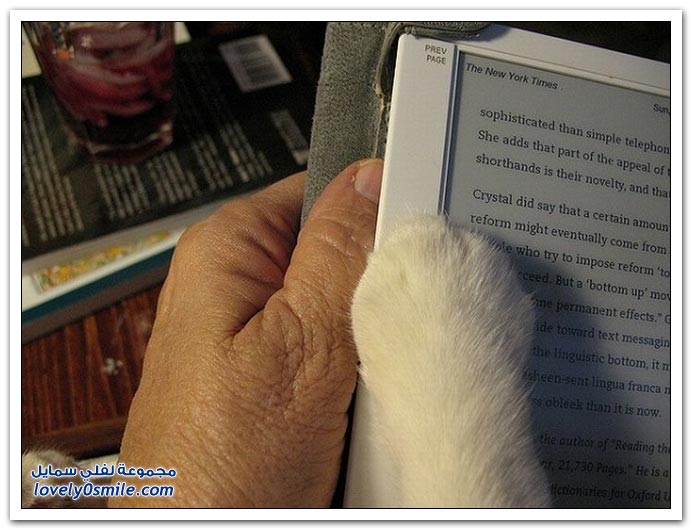 القطط والكتب