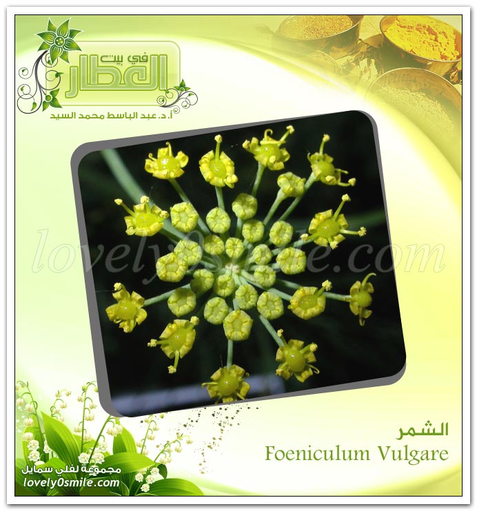 الشمر - Foeniculum Vulgare