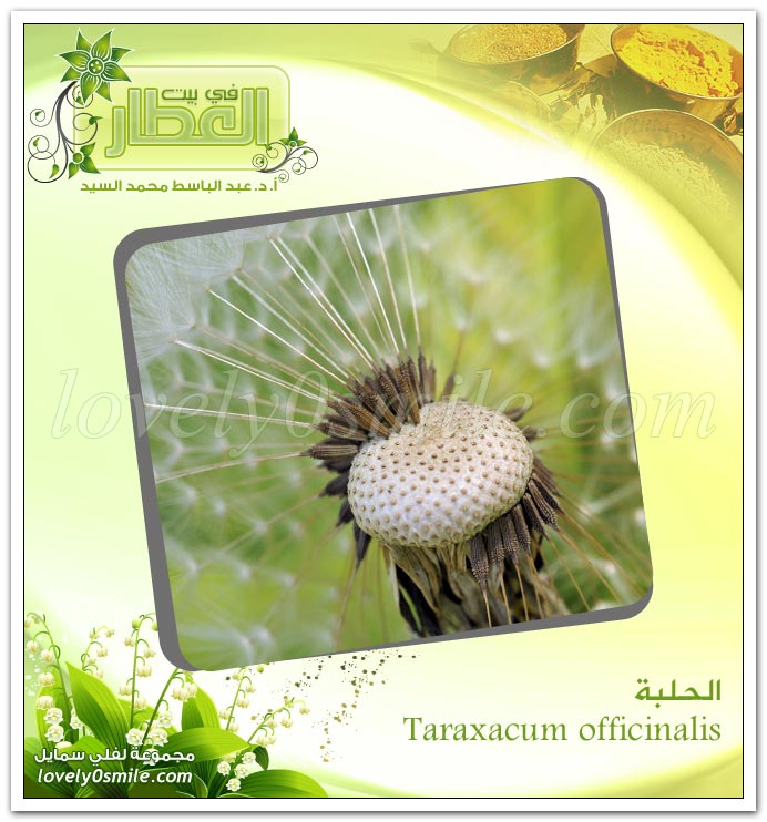 الحلبة - Taraxacum officinalis