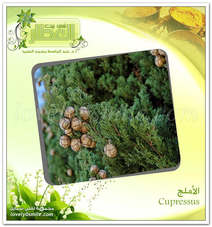  - Cupressus -   