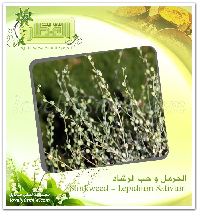 الحرمل وحب الرشاد - Stinkweed- Lepidium Sativum