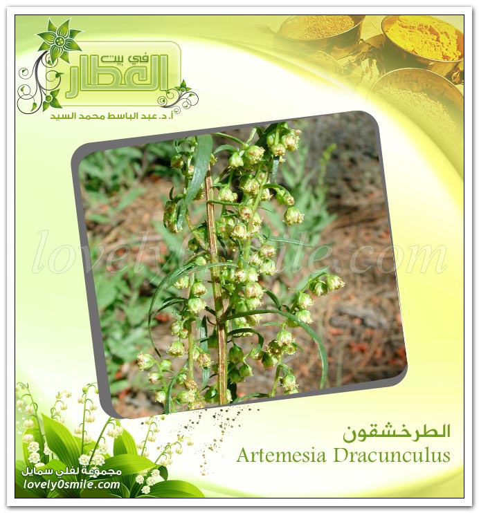 الطرخشقون - Artemesia Dracunculus