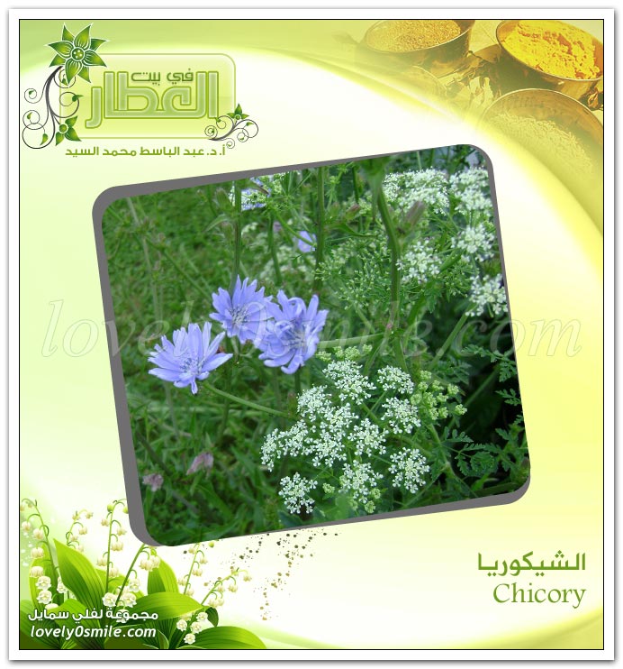  -  Chicory