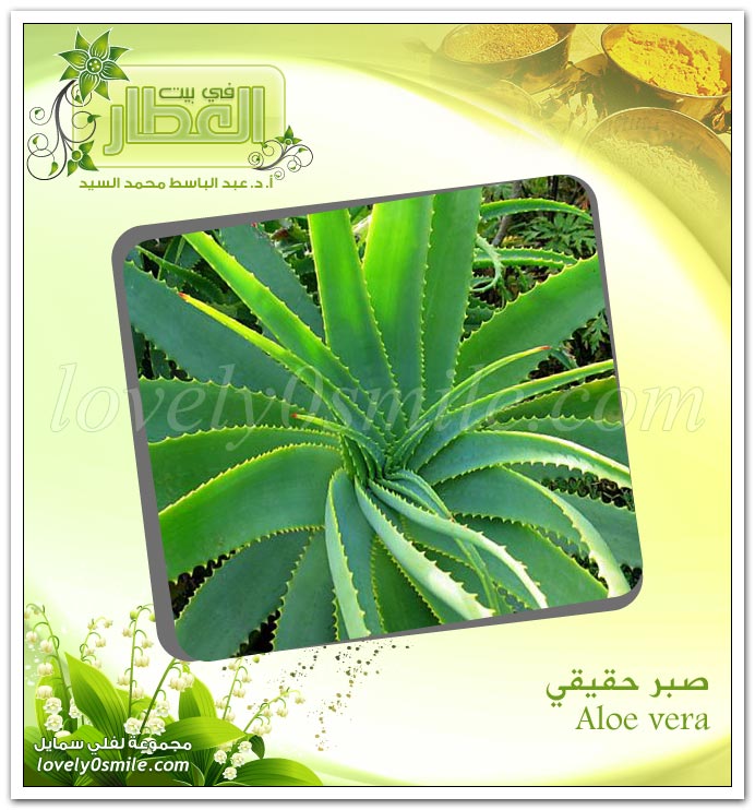  -  Aloe vera