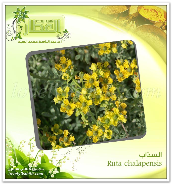  - Ruta chalapensis