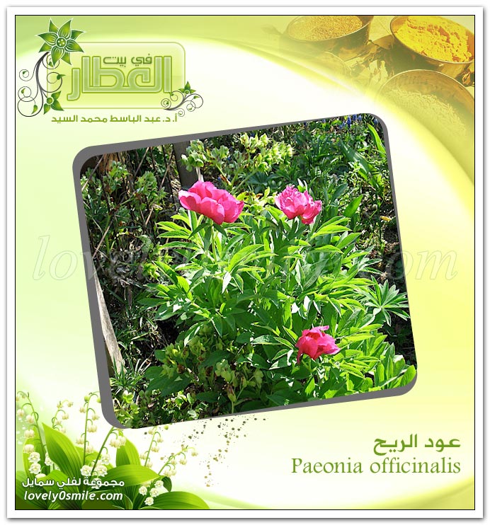   -  Paeonia officinalis 