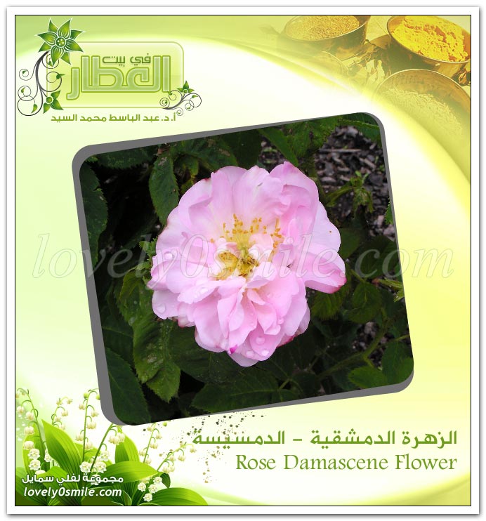 الدمسيسة (الزهرة الدمشقية) - ‎‏Rose Damascene Flower