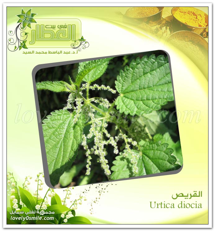  - Urtica diocia
