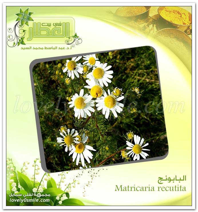 البابونج - ‎‏Matricaria recutita