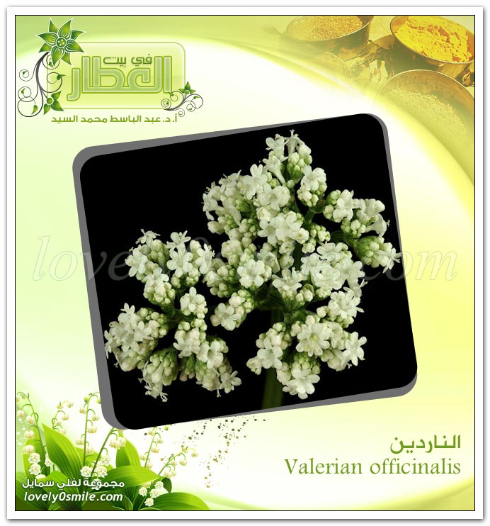  - Valerian officinalis