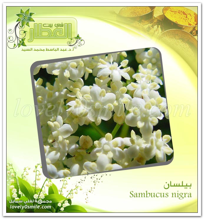 بيلسان - Sambucus nigra