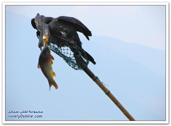 صور وفيديو: الصيد بطائر الغاق في الصين