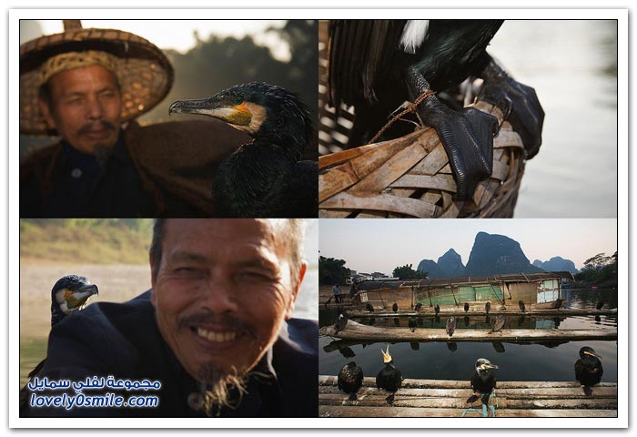 صور وفيديو: الصيد بطائر الغاق في الصين