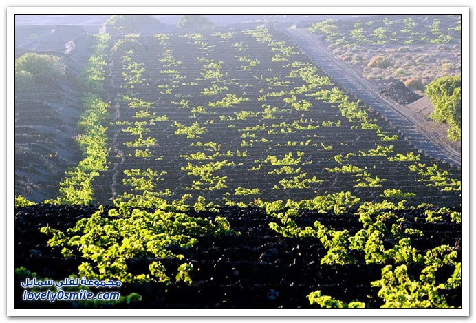 زراعة العنب في جزيرة لانزاروت البركاني في جزر الكناري اسبانيا
