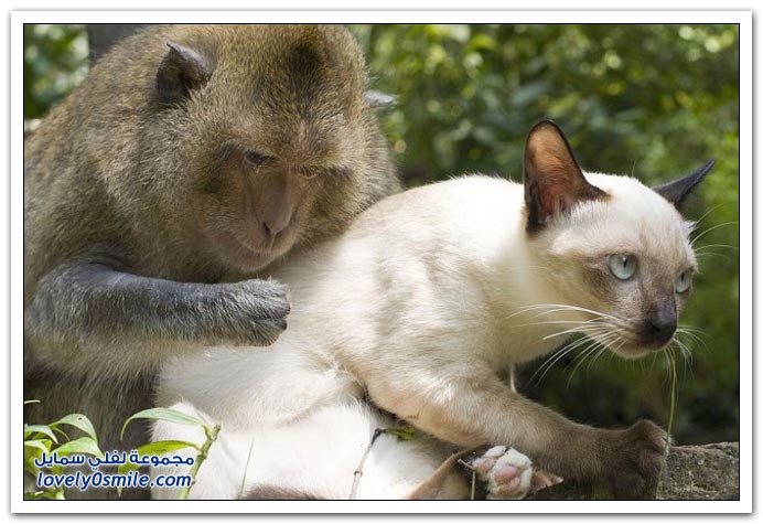 صداقة القرد والقطط في تايلاند