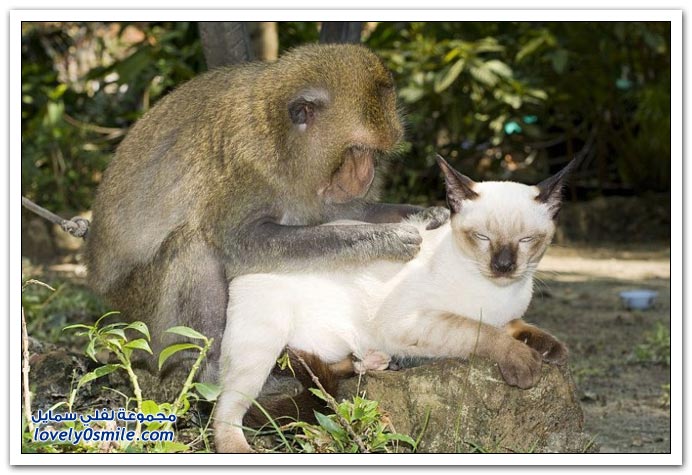 صداقة القرد والقطط في تايلاند