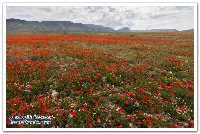 جبل أرارات في تركيا