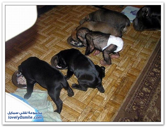 صداقة غريبة بين قرد وكلب