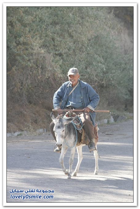 البيت الصيفي لرئيس جمهورية طاجيكستان